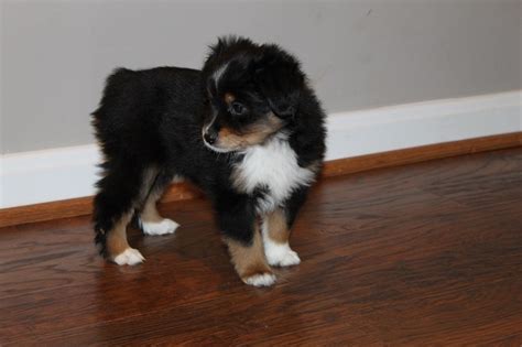 Only recently has akc accepted the miniature australian. Miniature American Shepherd Info, Temperament, Puppies ...