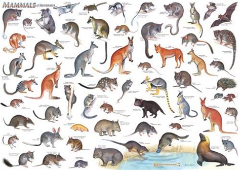 Imagephp 500×354 Wild Animals Pictures Mammals Australian Wildlife