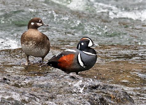 Peter Arnold And The Harlequin Duck Of Yellowstone National Park