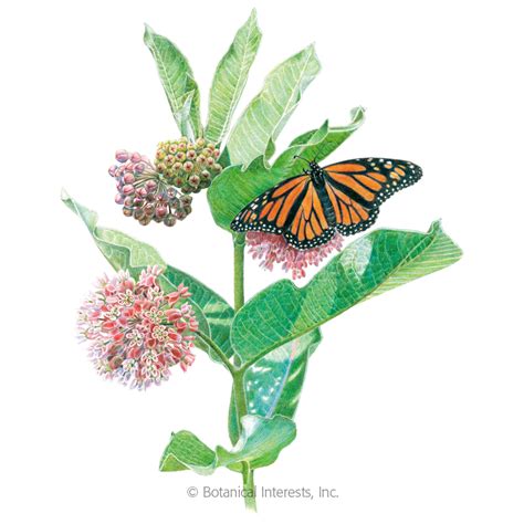 Full instructions for planting compare with similar items. Common Milkweed/Butterfly Flower Seeds , Flowers ...