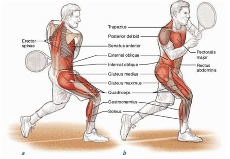 Do you know the names of the muscles in english?become one of my students! A List Of All The Muscle Names In The Legs / Achilles vs Tennis Leg - Scientific Animations ...