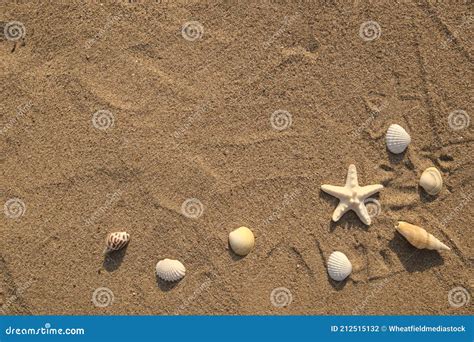 Sea Conchs On Sand Summer Beach Background Top View Stock Image