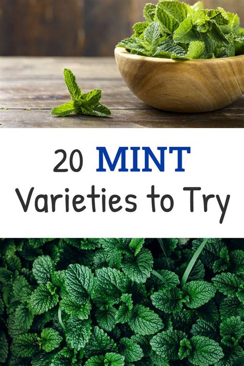 Types Of Mint 20 Mint Varieties To Grow At Home Mint Plants Growing