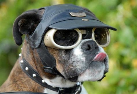 Boxer Dog 38 Pictures Dog Sunglasses Boxer Dogs Dog Goggles