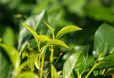 Close Up Fresh Tea Leaves On Tea Bushes In A Plantation Stock Image