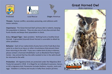 Great Horned Owl Gainesville Tx Official Website