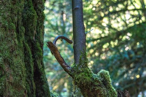 Free Picture Tree Bark Moss Forest Landscape