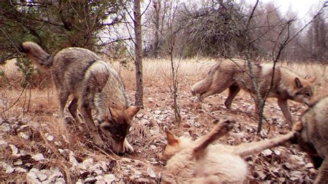The Wildlife In Chernobyl Might Be Radioactivebut It Seems To Be Thriving