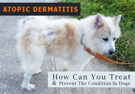 Atopic Dermatitis In Dogs How Can You Treat And Prevent It
