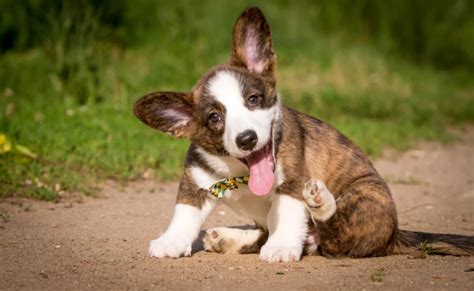 The cardigan welsh corgi /ˈkɔːrɡi/ is one of two separate dog breeds known as welsh corgis that originated in wales; ウェルシュ・コーギー・カーディガンってどんな犬？その性格や歴史 | Qpet（ｷｭｰﾍﾟｯﾄ）