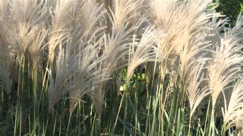Ornamental grasses probably the biggest change in garden over the last few years has been the growth of interest in ornamental grasses. Free photo: Ornamental Grass - Bush, Garden, Grass - Free ...