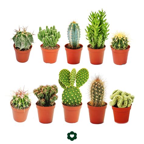 Sintético 90 Foto Ver Fotos De Cactus Y Sus Nombres Actualizar