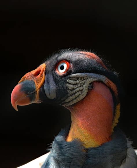 King Vulture Stock Photo Image Of Feather Flight Fierce 96267218
