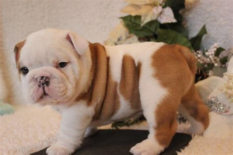 Well Trained English Bulldog Puppies New York For Sale New York