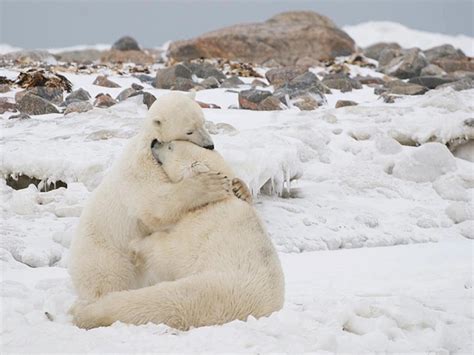 90 Best Images About Polar Bear Mothers And Cubs On