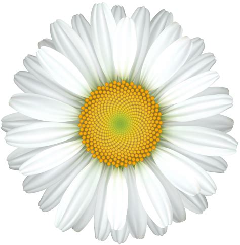 Daisy Flower Svg Sunflower Svg Daisy Decal Svg Daisy Png Etsy Canada