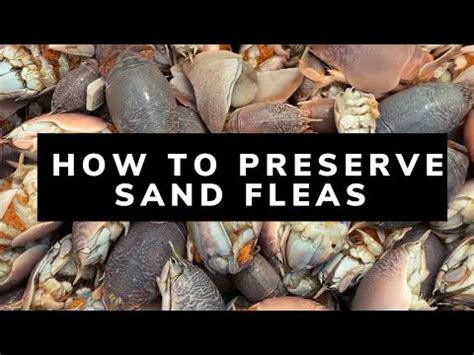 How To Preserve Sand Fleas Youtube