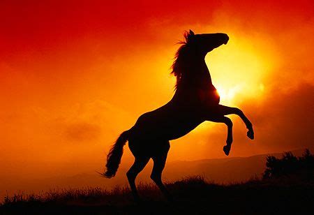 ✓ free for commercial use ✓ high quality images. Breaking free | Beautiful horses, Horse silhouette, Horse ...