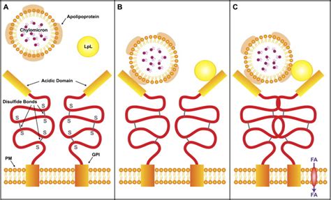 Chylomicrons And Lipoprotein Lipase At The Endothelial Surface Bound