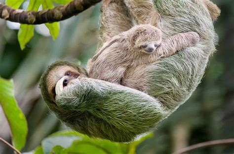 Baby Maned Three Toed Sloth