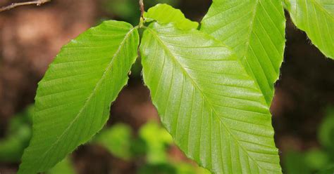 Beech Trees Are Booming In Forests Because Of Climate Change Tech Times
