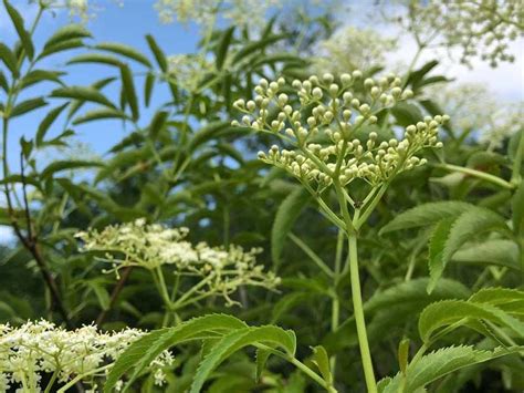 El SaÚco O Sambucus ️ Y Sus Propiedades Medicinales