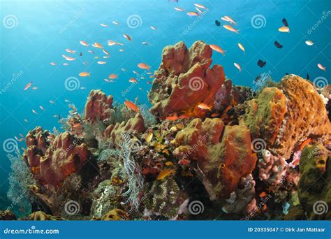 Colorful Coral Reef Stock Image Image Of Bright Nature 20335047