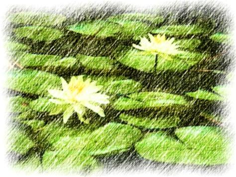 For more information, see expression settings on. Water Lilies photo converted to a colored pencil drawing ...