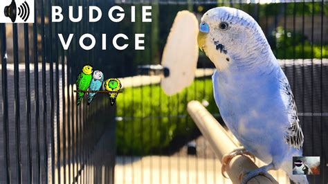 Budgie Voice Budgerigar Common Parakeet Shell Parakeet Parrot