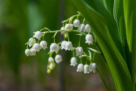 Lily Of The Valley Care Growing Lily Of The Valley Flowers