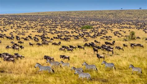 Das Masai Mara Nationalreservat Afrika Safari Urlaub