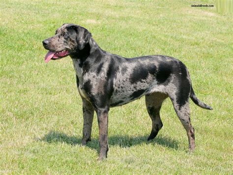 Catahoula Leopard Dog Puppies Rescue Pictures Information