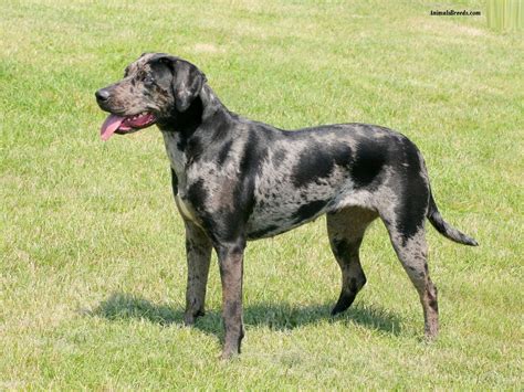 Join millions of people using oodle to find puppies for adoption, dog and puppy listings, and other pets adoption. Catahoula Leopard Dog - Puppies, Rescue, Pictures ...