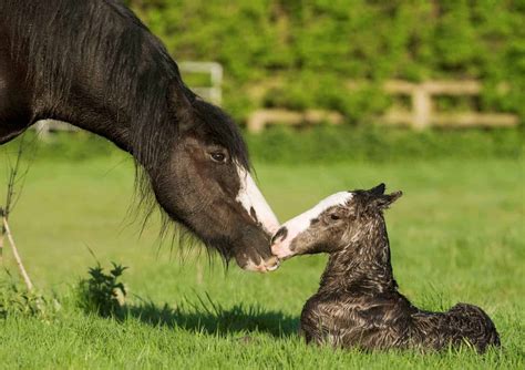 Get Ready For Your Foal The Horse