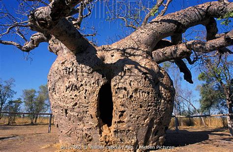 Minden Pictures Prison Tree Ancient Boabab Tree Used