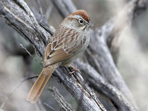Rufous Crowned Sparrow Ebird