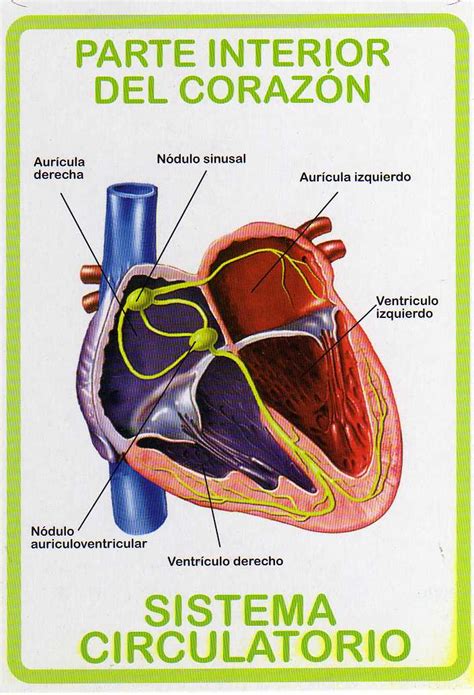 Atlas De AnatomÍa Humana Sistema Circulatorio Parte Interior Del CorazÓn