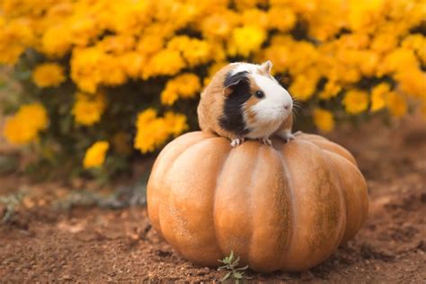 Can Guinea Pigs Eat Pumpkin Pet Care 4 All