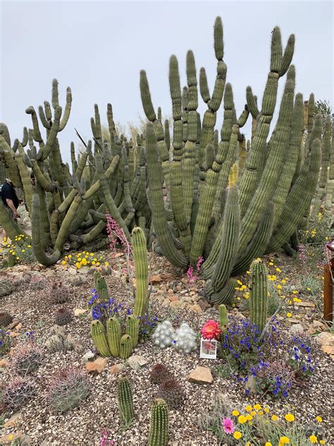 5 desert hikes that showcase tucson's cactus blooms. Arizona-Sonora Desert Museum In Bloom. : Tucson