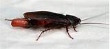 Characteristics Of Cockroach