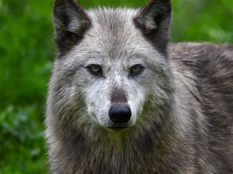 Grey Wolf