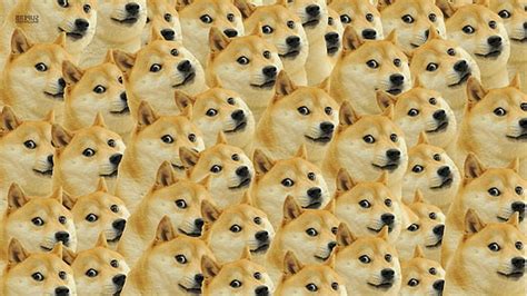 Hd Wallpaper Dog Doge Face Memes Wallpaper Flare