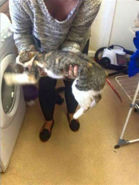 Cat Forced To Have Tail Amputated After It Was Skinned With Blade By