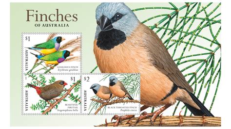 Australian Bird Stamps Past And Present Australia Post