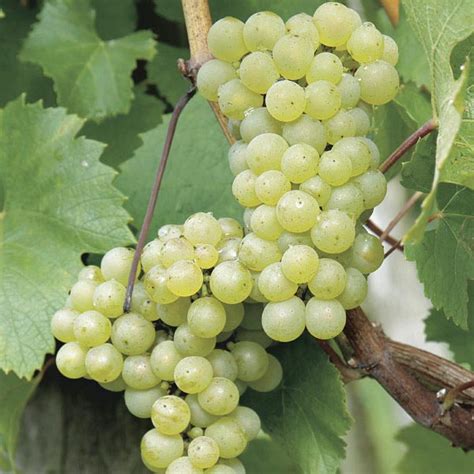 Wine Grape Riesling Vitis Vinifera My Garden Life
