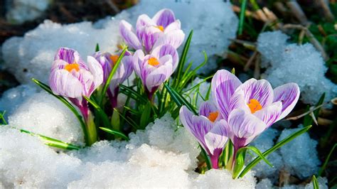 Die 65 Besten Winter Blumen Hintergrundbilder
