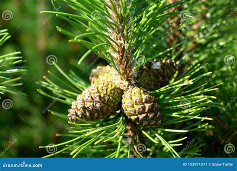 Cedar Nuts Growing On Spruce Tree Stock Image Image Of Wood Pinecone