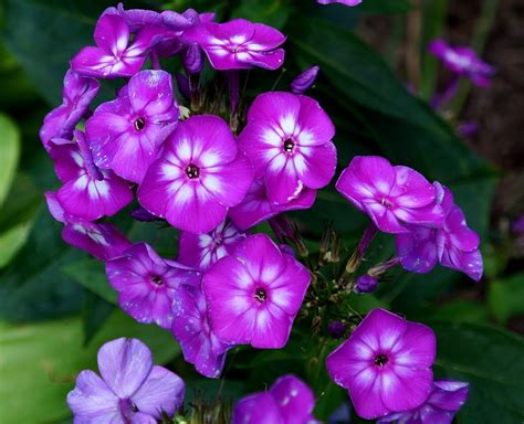 A Garden Of Purple Is Always In Bloom Purple Pink Flower Of