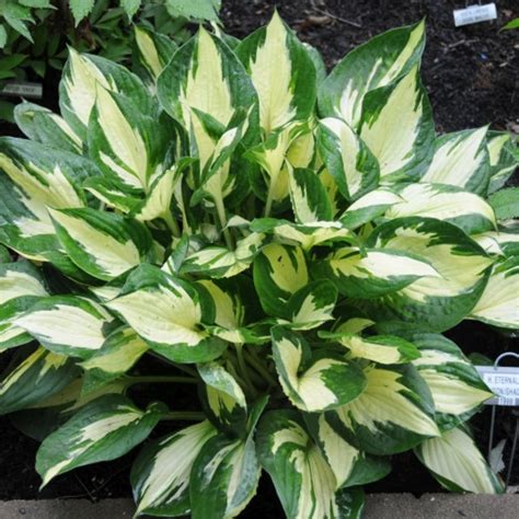 Hosta Eternal Flame Buy Plantain Lily At Coolplants