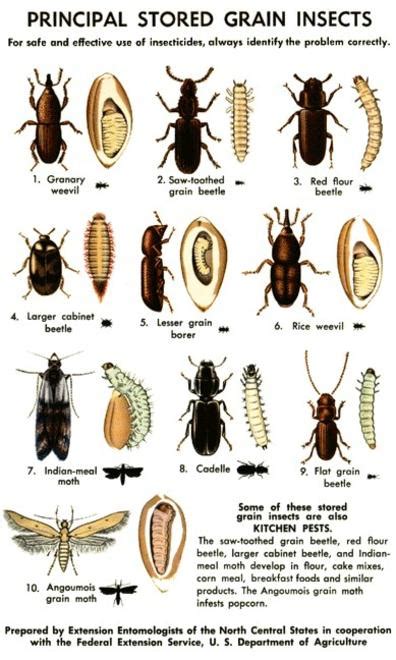 These guys are also similar to another pantry pest, weevils, which are also beetles. other